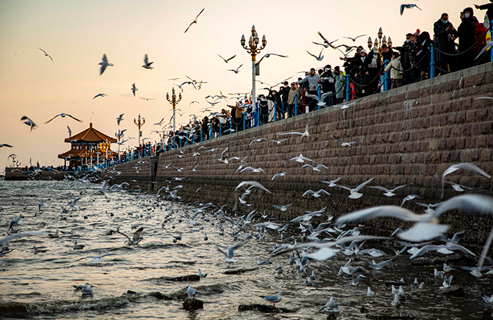 1.1-Qingdao2.jpg